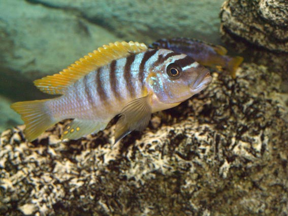 Pseudotropheus zebra \'red dorsal red chin Lundo\'.jpg