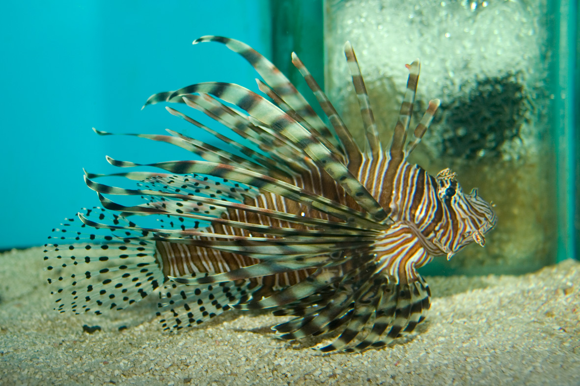 Pterois miles