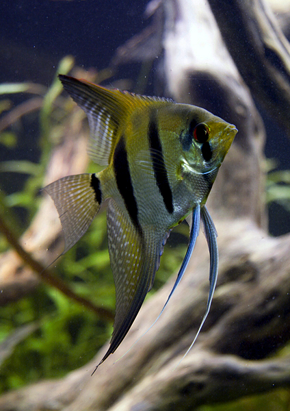 Pterophyllum