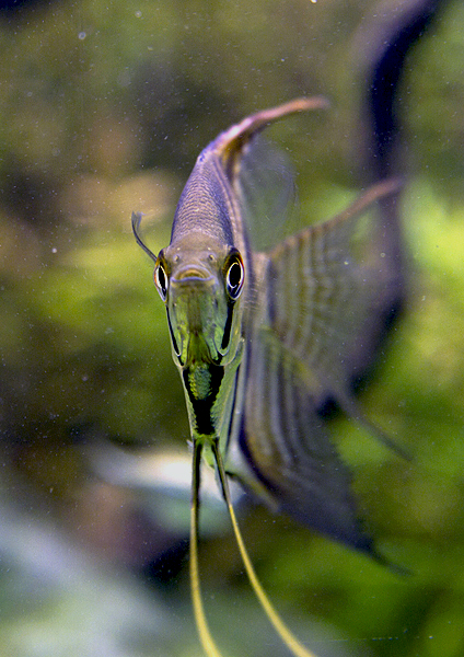 Pterophyllum