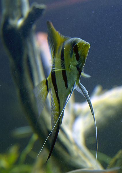 Pterophyllum