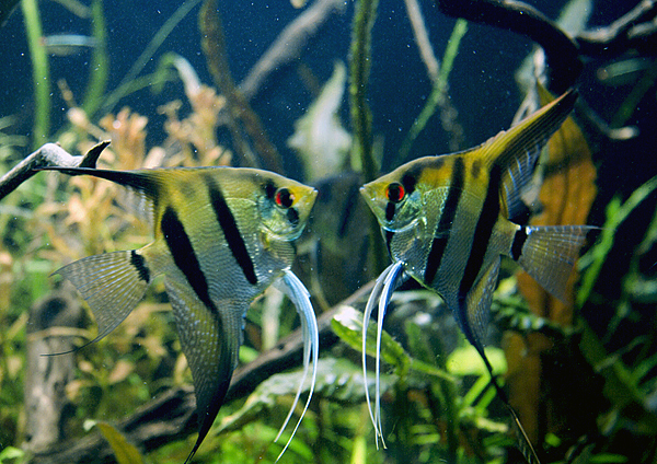 Pterophyllum