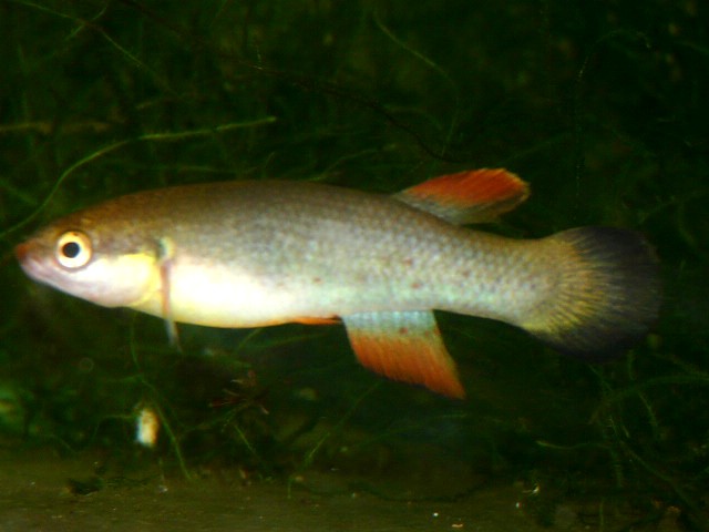 Rivulus cylindraceus