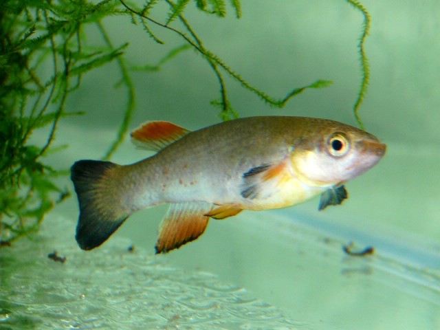 Rivulus cylindraceus