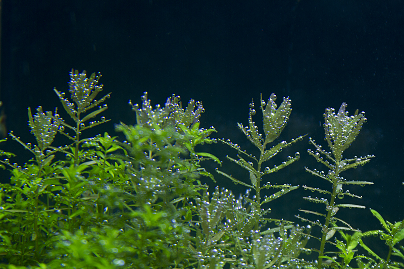 Rotala indica