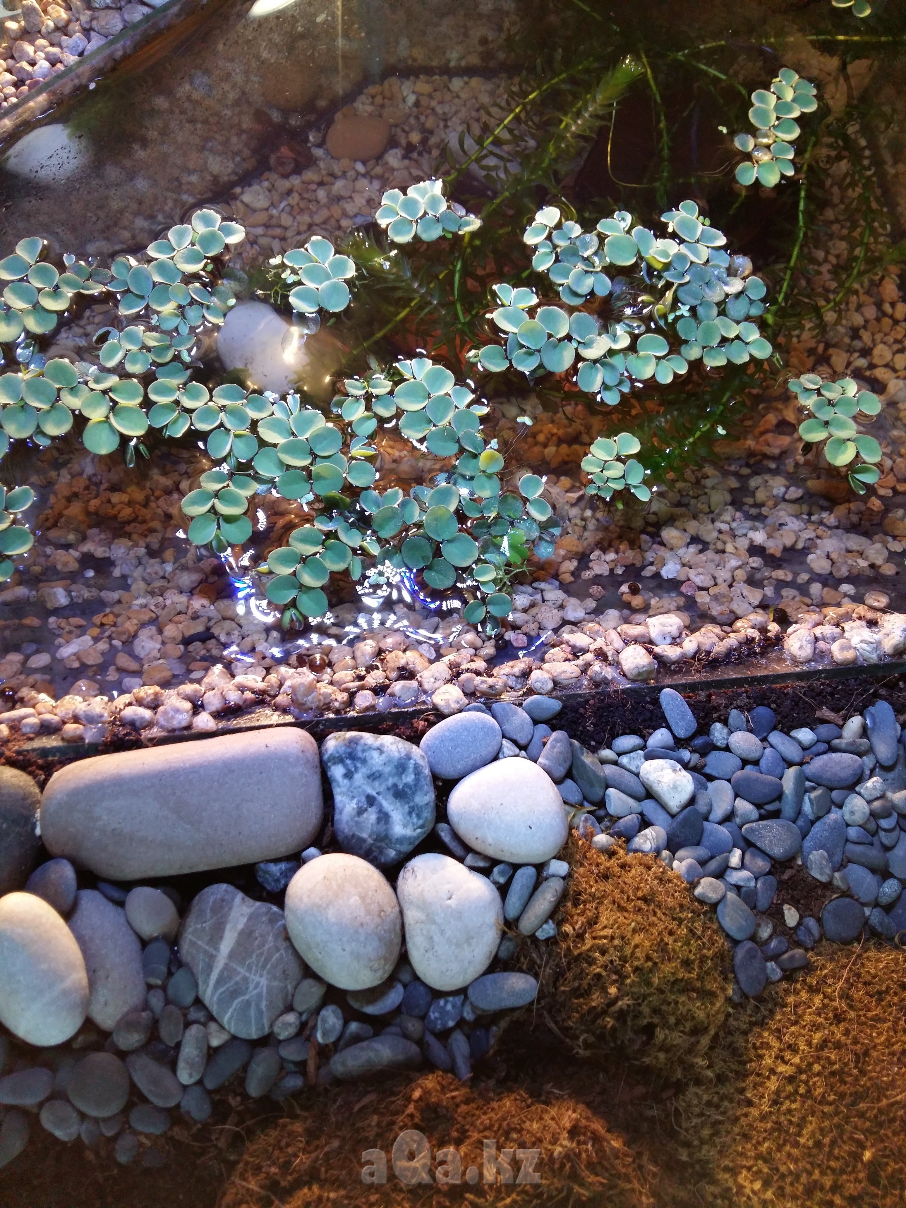 Salvinia cucullata