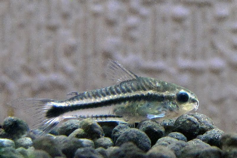 Сомик пигмей (Corydoras pygmaeus)